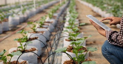 Técnico Auxiliar en Producción Vegetal Intensiva + IA