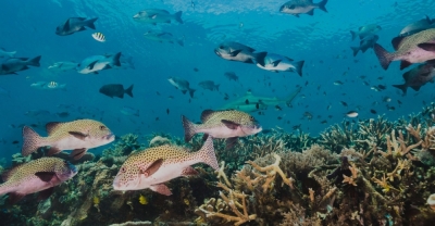 Diplomatura en Vida y Rescate de la Biodiversidad Marina + IA (Premium con Doble Certificación)