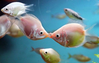 Diplomatura en Crianza y Reproducción de Peces + IA (Premium con Doble Certificación)