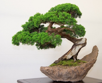 Bonsai y Plantas de Interiores + IA